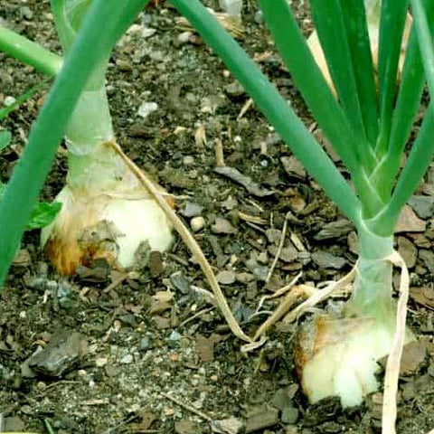 White Onion | Seeds