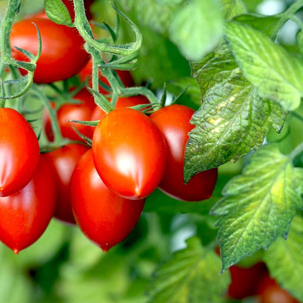 Roma Tomato | Seeds