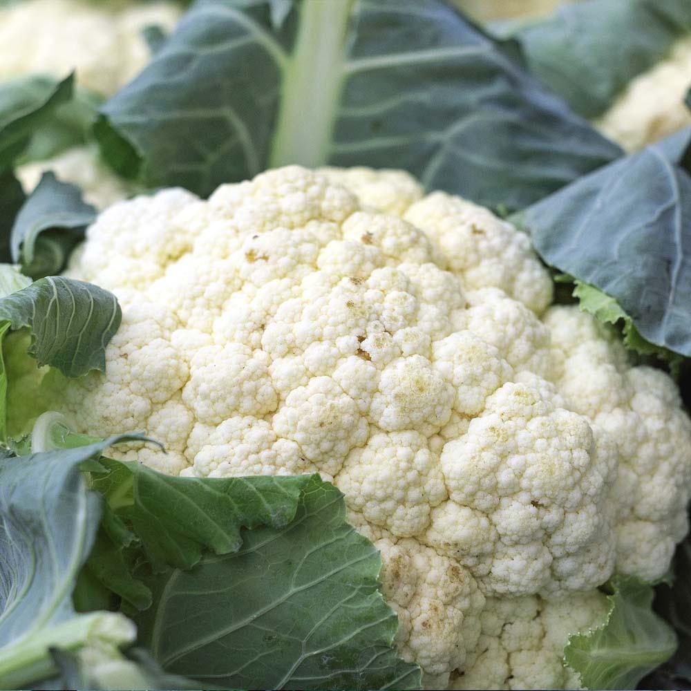 Marzatico Cauliflower | Seeds