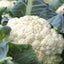 Marzatico Cauliflower | Seeds