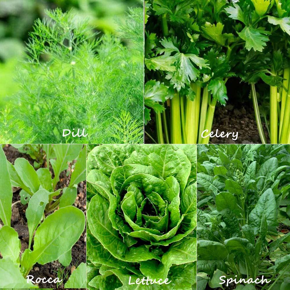 Leafy Greens | Seeds