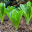 Romaine Lettuce | Seeds