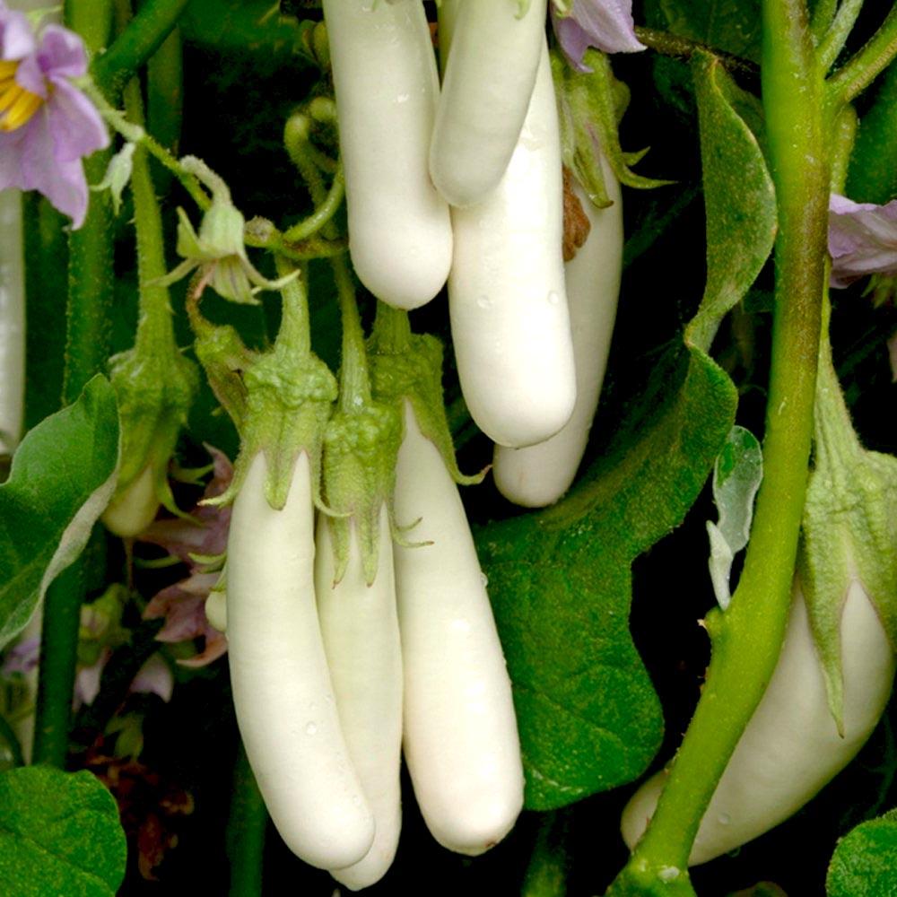 White Eggplant | Seeds
