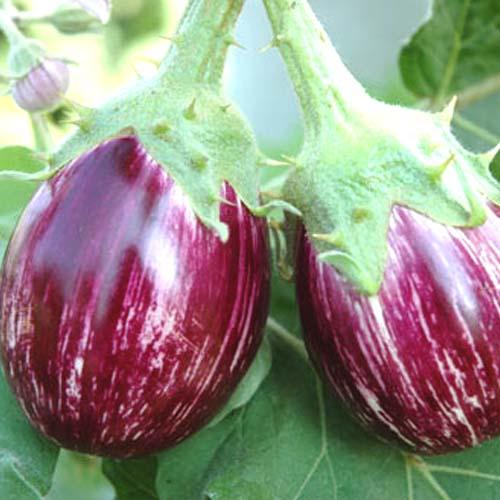 Purple Plaid Eggplant | Seeds