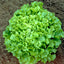 Salad Bowl Lettuce | Seeds