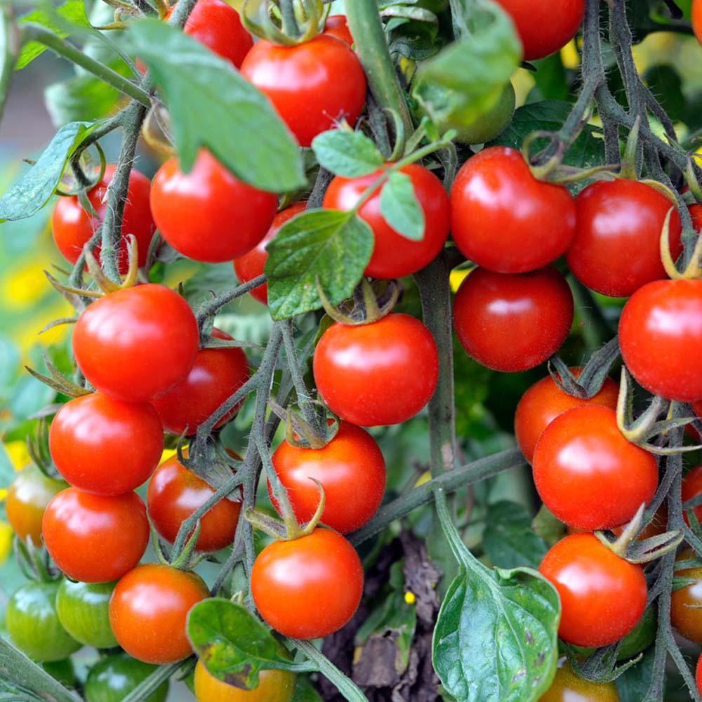 Red Cherry Tomato | Seeds