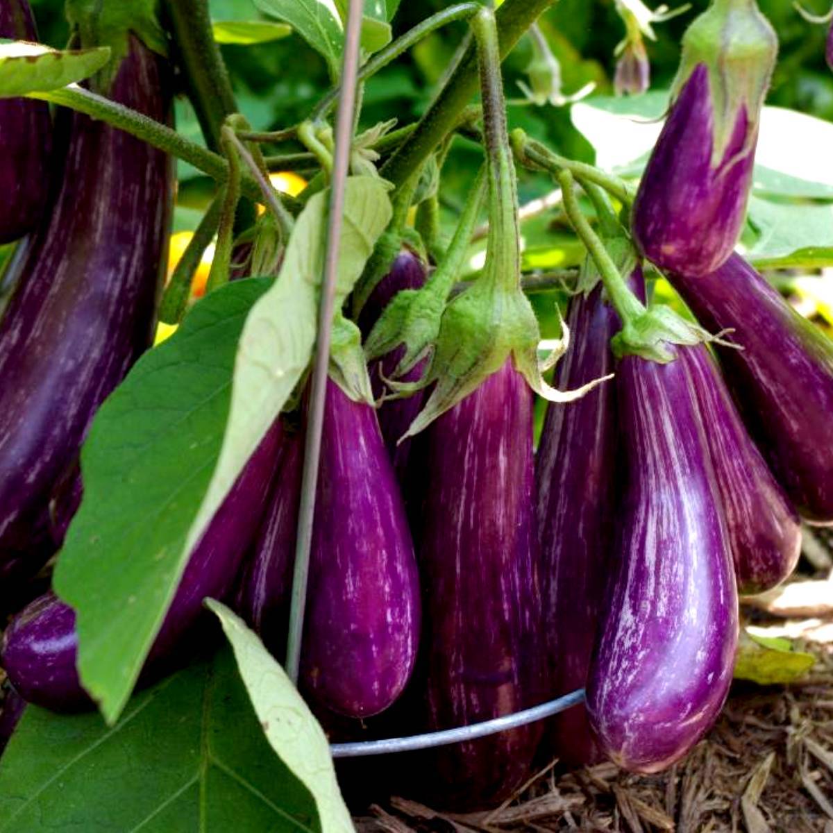 Purple Eggplant | Seeds