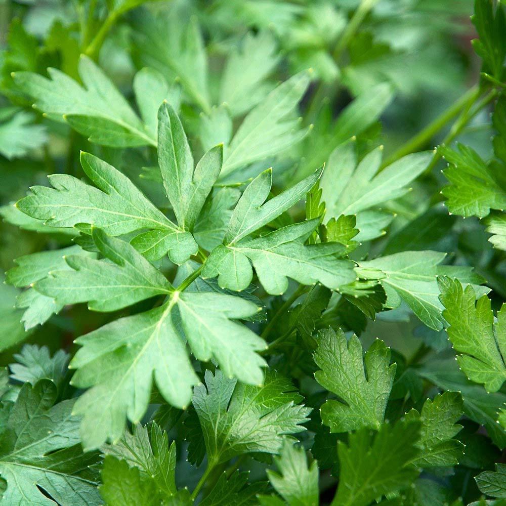 Parsley | Seeds