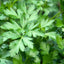 Parsley | Seeds