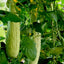 Armenian Cucumber | Seeds