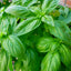 Green Basil | Seeds