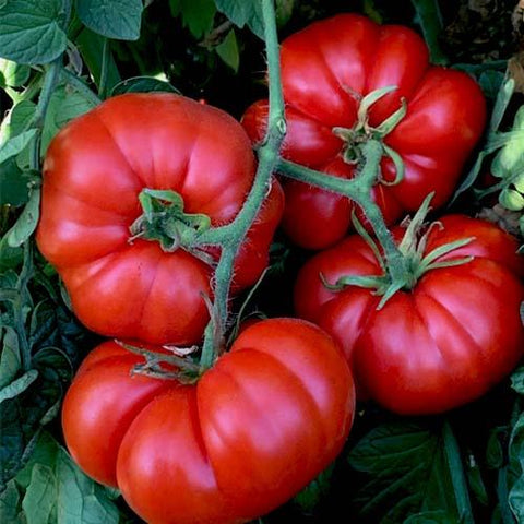 Marmande Tomato | Seeds