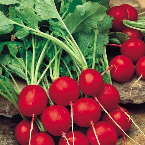 Saxa Radish | Seeds