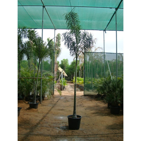 Foxtail Palm
