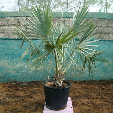 Bismark Palm