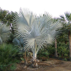 Bismark Palm