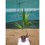 Coconut Palm