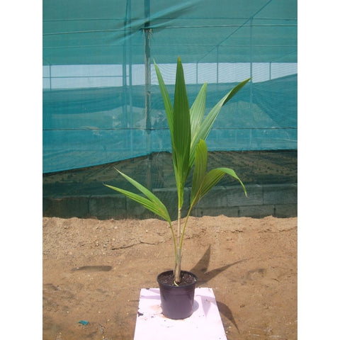 Coconut Palm