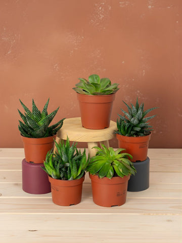 Ornamental Succulents