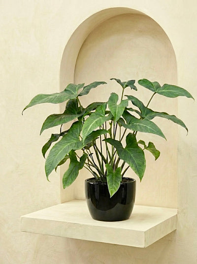 Adelonema Yanamonoense