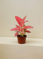 Aglaonema Pink