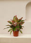 Aglaonema Red