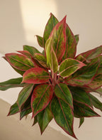 Aglaonema Red