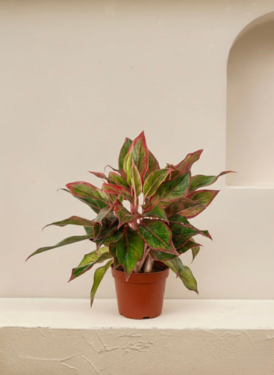 Aglaonema Red