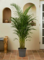 Areca Palm