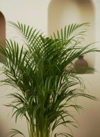 Areca Palm