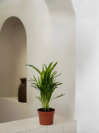 Areca Palm