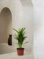 Areca Palm