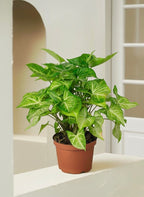 Arrowhead Plant