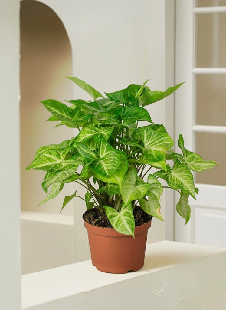 Arrowhead Plant