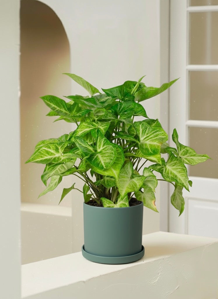 Arrowhead Plant