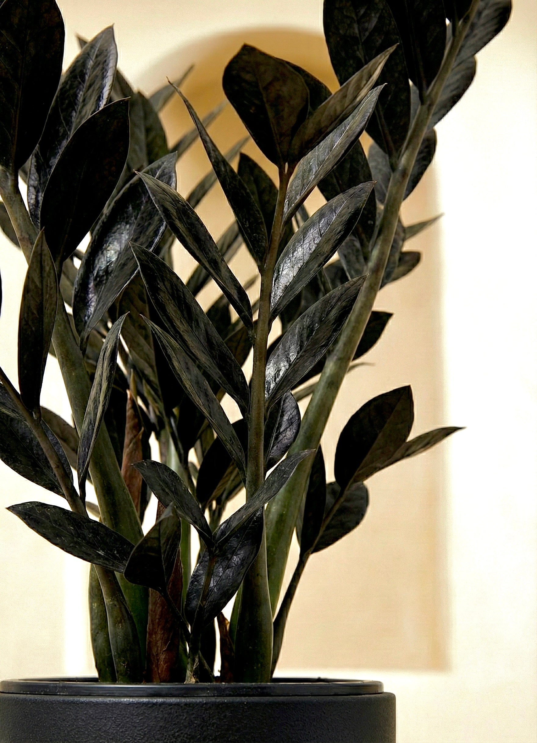 Black ZZ plant