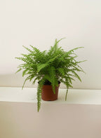 Boston Fern