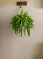 Boston Fern