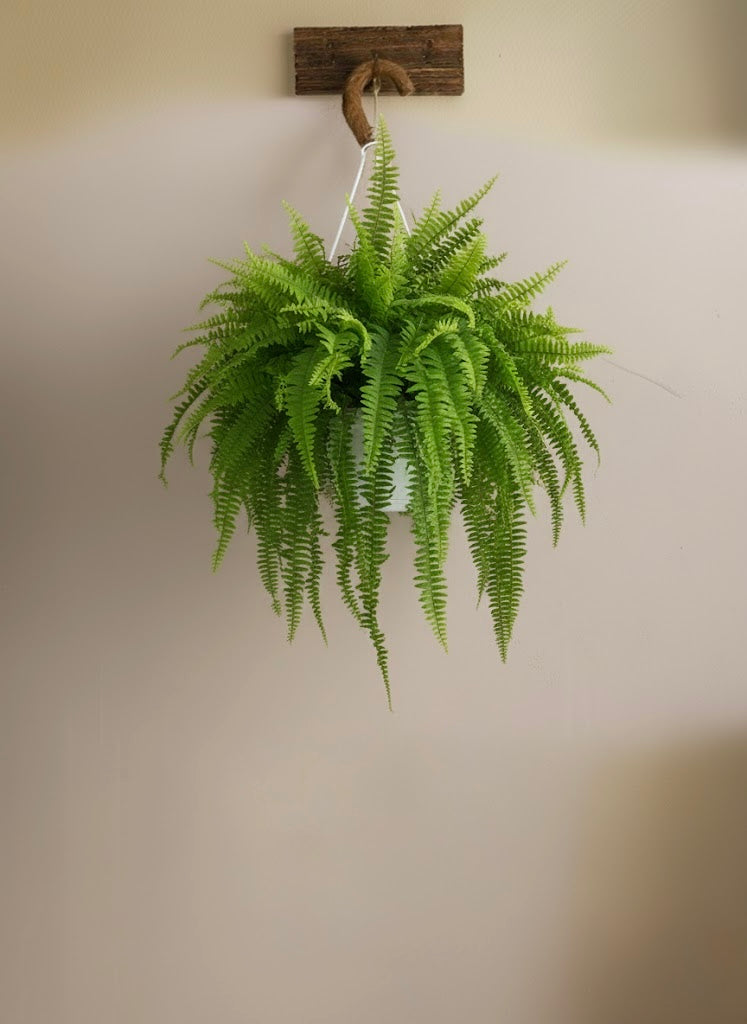 Boston Fern