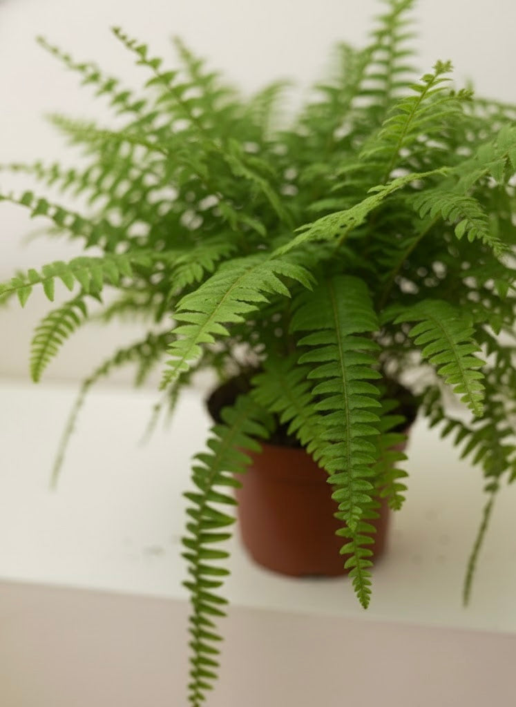 Boston Fern
