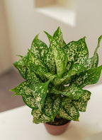 Chinese Evergreen