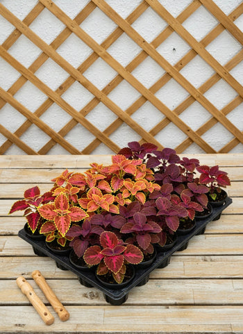 Coleus Mix