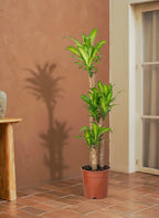 Cornstalk Plant
