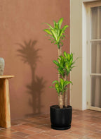 Cornstalk Plant