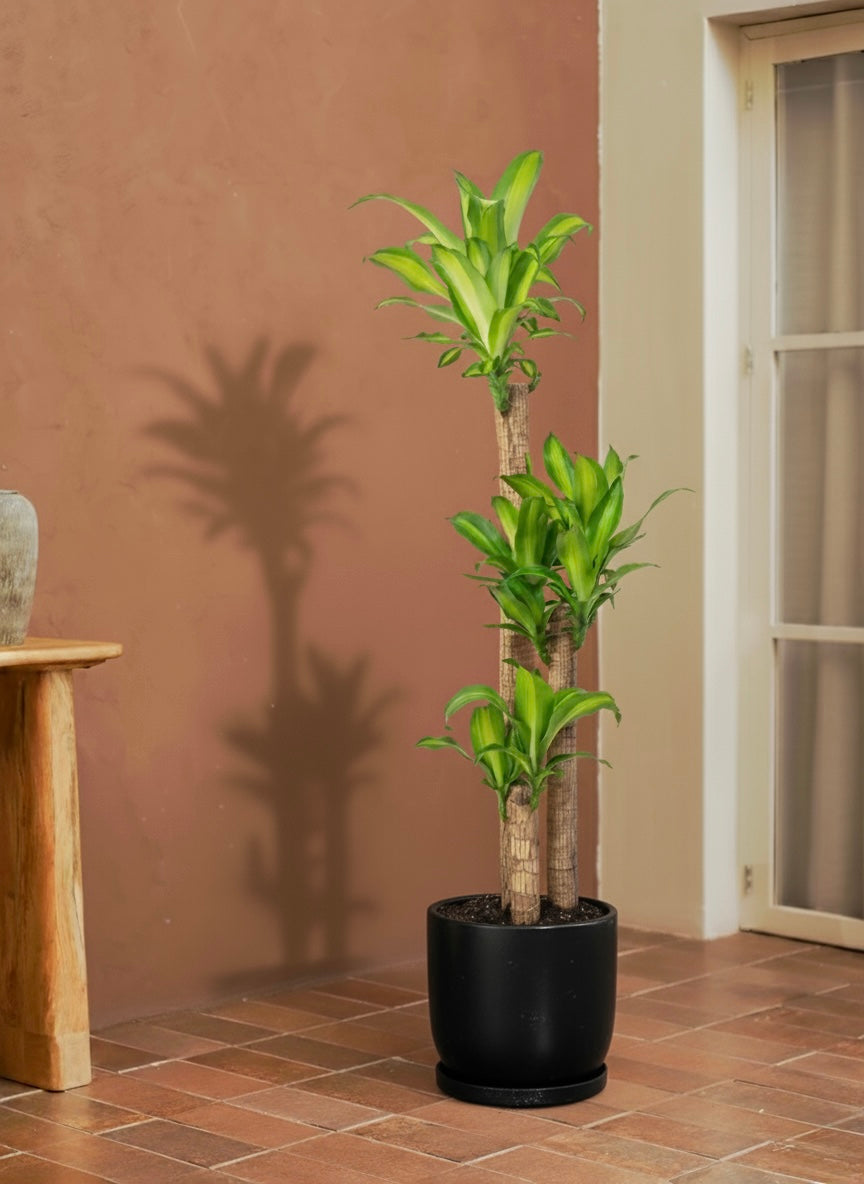 Cornstalk Plant