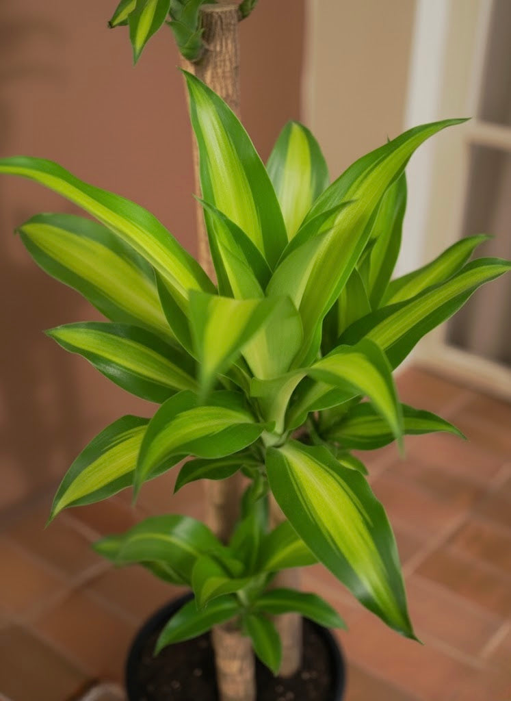 Cornstalk Plant