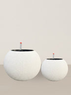 Daisy | Self-watering