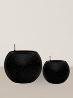 Daisy | Self-watering