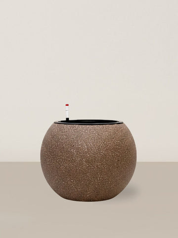 Self-watering Daisy | Coffee