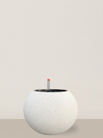 Self-watering Daisy | White